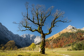 Ahornbaum vor buntem Herbstwald und Bergen auf dem großen Ahornboden