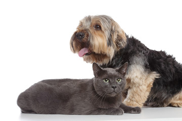 chien Yorkshire et chat chartreux 