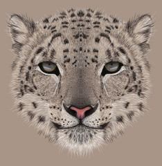 Snow leopard animal cute face. Illustrated Asian Irbis head portrait. Realistic fur portrait of snow wild spotted panther isolated on beige background.