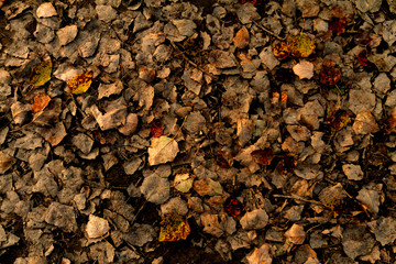 Autumn leaves