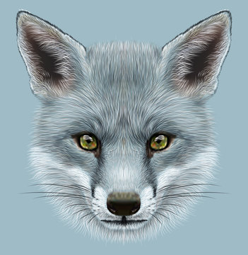 Illustrative portrait of Grey Fox. Cute face of Fox with silver colour of coat.