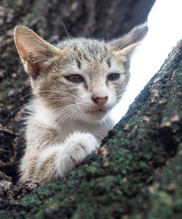 Pity cute kitten on tree