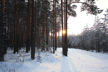 landscape snow trees dense forest in winter