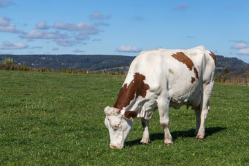 Vache montbéliarde
