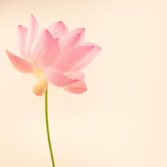 Photo sur Plexiglas fleur de lotus lotus rose doux dans un style doux et flou pour le fond