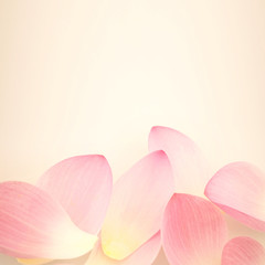 sweet pink lotus in soft and blur style for background

