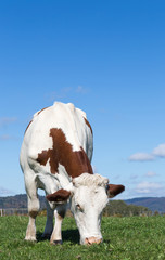 Vache montbéliarde