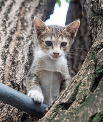 Fototapeta premium Pity cute kitten on tree
