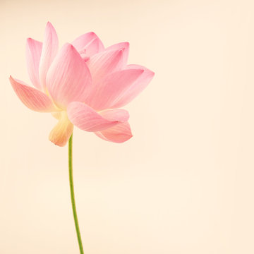 Fototapeta sweet pink lotus in soft and blur style for background  