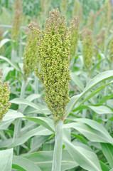 Obraz premium Sorghum or Millet in the field
