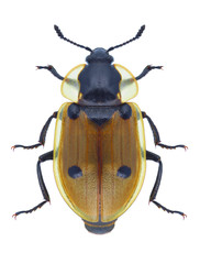 Beetle Dendroxena quadrimaculata