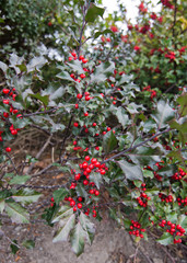 Holly berries