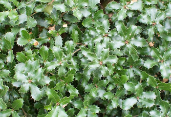Fototapeta premium Kermes oak prickly leaves