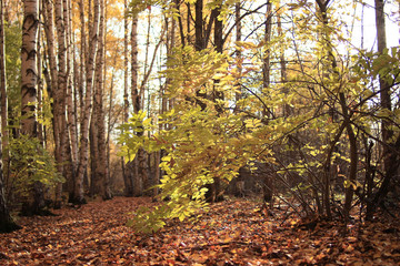Morning in the autumn forest landscape