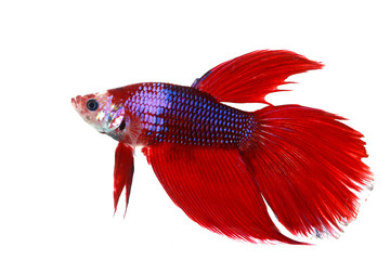 Colorful of  Betta Fish closeup on white background.