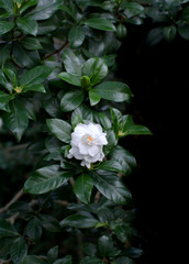 White gardenia flower