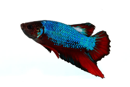Colorful of  Betta Fish closeup on white background.