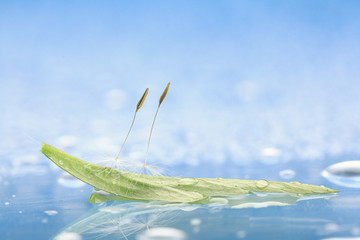 dandelion seeds macro