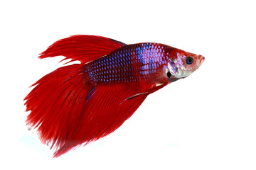 Fototapeta premium Colorful of Betta Fish closeup on white background.