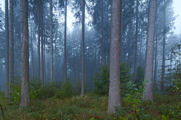 Obraz premium Buchenwald