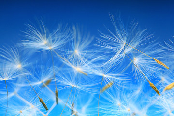 dandelion seeds macro