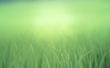 Fototapeta na wymiar Soft natural green background. Rice crops on the rice field.