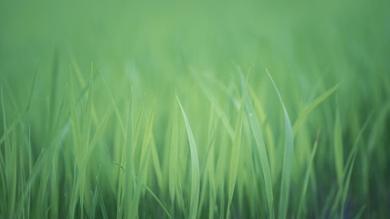 Soft natural green background. rice crops on the rice field.