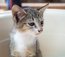 Little gray cute kitten in bucket