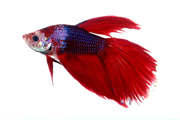 Colorful of  Betta Fish closeup on white background.