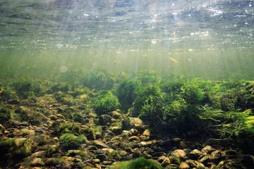 underwater scenery, algae, clean clear water, mountain river cleanliness © kichigin19