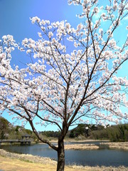 池畔に咲く桜