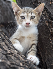 Pity cute kitten on tree