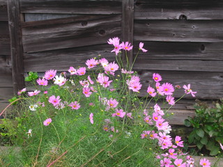 古民家の裏に咲くコスモス
