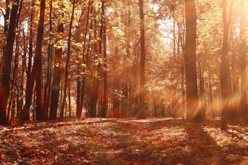 landscape background in sunny autumn park