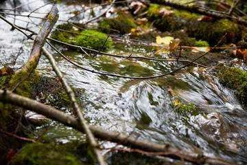fast stream in the woods