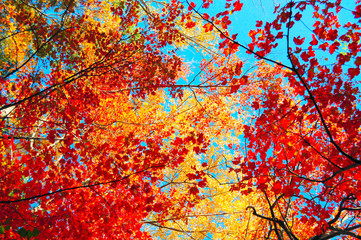 Obraz na płótnie Canvas Red and yellow Maple foliage
