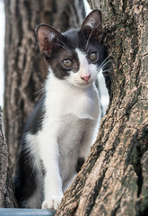Little cute kitten on tree in garden