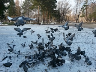 Fototapeta premium Flying pigeons in late autumn