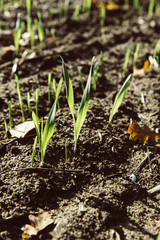 winter barley