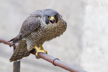 Wanderfalke