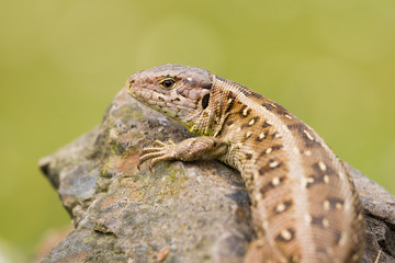 Zauneidechse