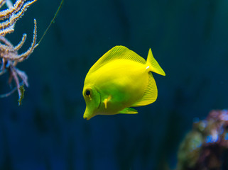 Colorful fish in aquarium 