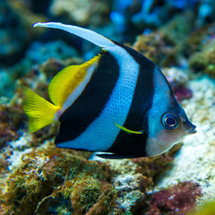 Colorful fish in aquarium 