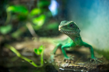 Green lizard 