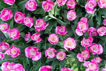 Flower bed with pink tulips