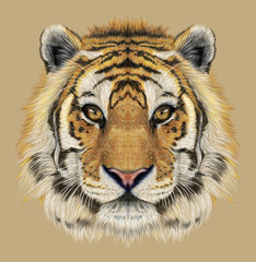 Tiger animal face. Illustrated Bengal head portrait. Realistic fur beast of tiger. Predator eyes of wildcat. Big cat head on beige background.