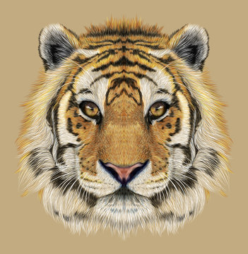 Tiger animal face. Illustrated Bengal head portrait. Realistic fur beast of tiger. Predator eyes of wildcat. Big cat head on beige background.