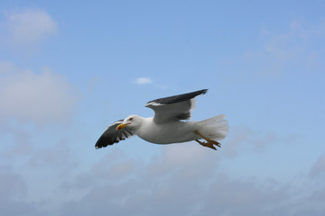 flying gull  (Larus argentatus)