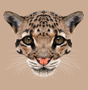 Illustrative Portrait of Clouded Leopard.