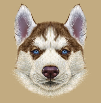 Illustrative Portrait of Husky Puppy. Cute portrait of young copper red bi-colour dog with pale blue eyes.